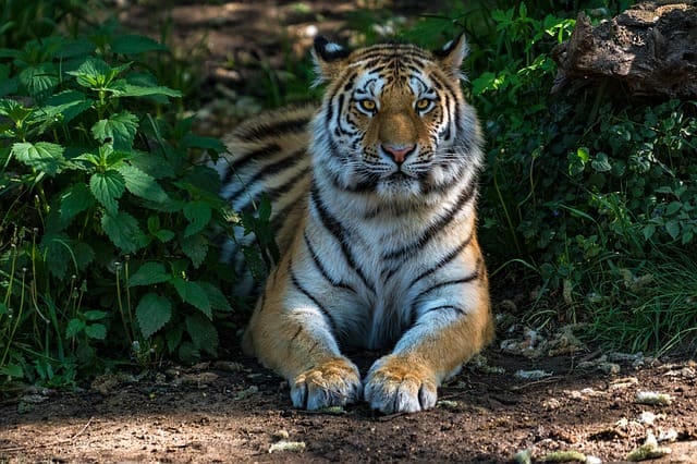 Mudumalai National Park