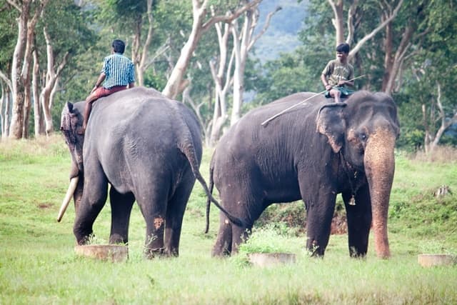  Mukurthi National Park