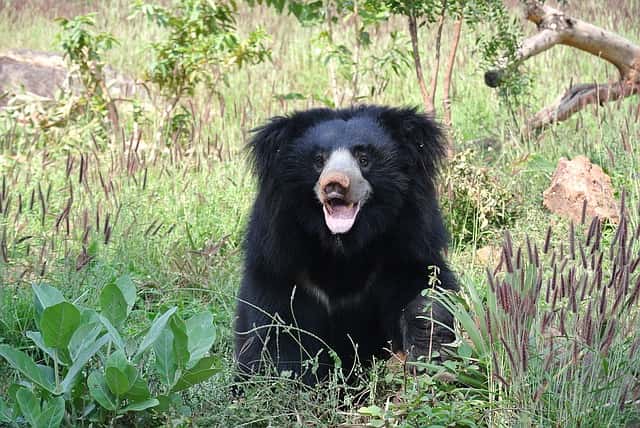 Todgarh Wildlife Sanctuary