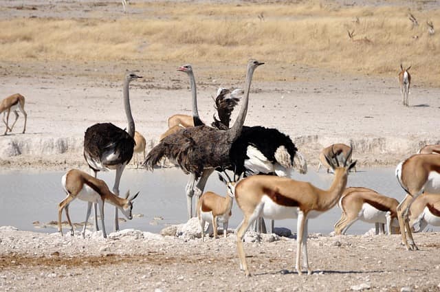 Desert National Park Is Famous For Which Animal antelope