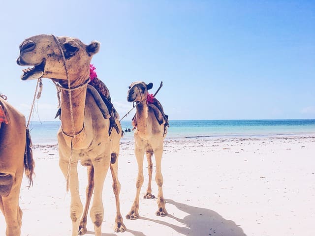 Camel Safari Nusa Dua Bali