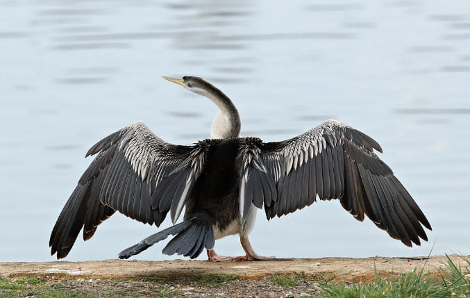 Sitamata Wildlife Sanctuary Is Famous For Which Animal Indian Darter