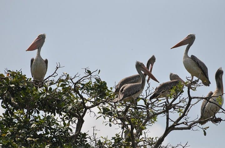 BirdLife Sanctuary In Goa: Dr.Salim Ali Bird Sanctuary, Chorao Island, Panjim