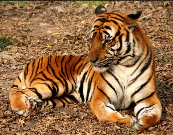 Best Places To Visit In Chennai Within 200 Kms: Annamalai Tiger Reserve