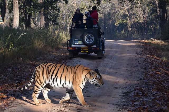 Ranthambore National Park Safari