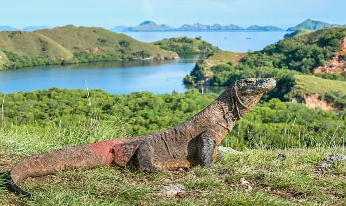 Komodo Island Bali Indonesia