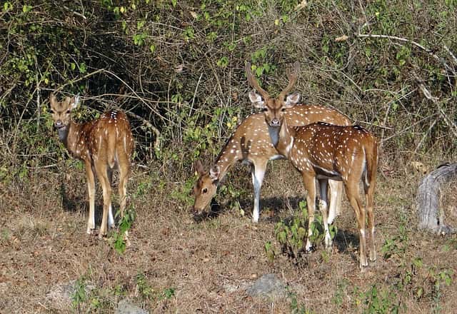 Machiya Safari Park Jodhpur