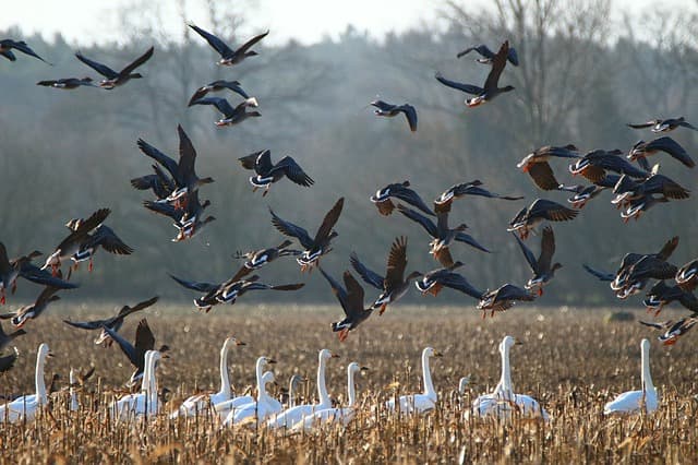 Keoladeo Ghana Bird Sanctuary