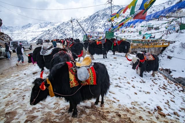 Yak Safari In Gangtok Around Tsomgo Lake