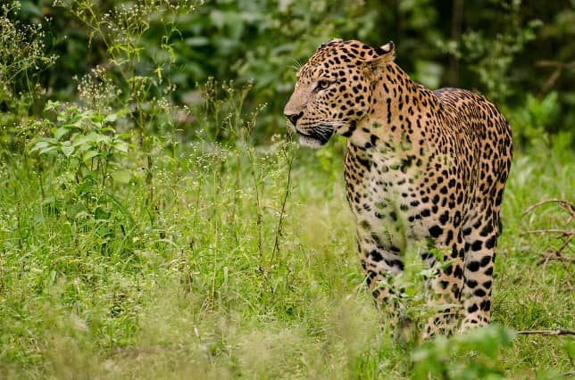 Bondla Wildlife Sanctuary, Off National Highway Near Goa