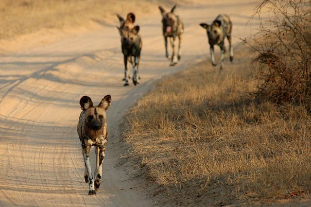 Sajjangarh Wildlife Sanctuary