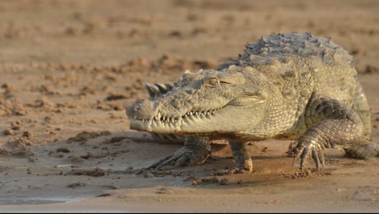 National Chambal Wildlife Sanctuary Kota