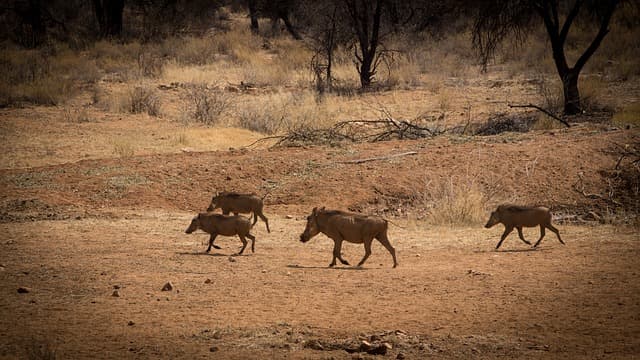 Jaisamand Wildlife Sanctuary