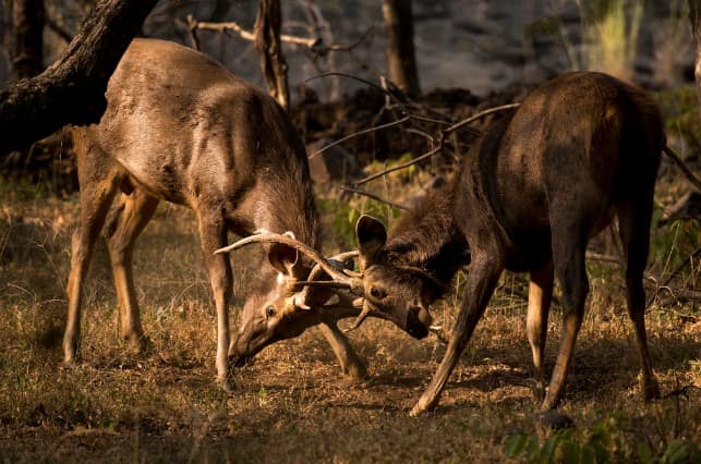 Kaila Devi Wildlife Sanctuary Is Famous For sambar