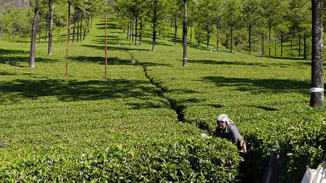 Munnar India