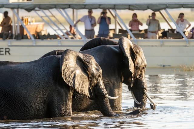 River Safari Boat Ride