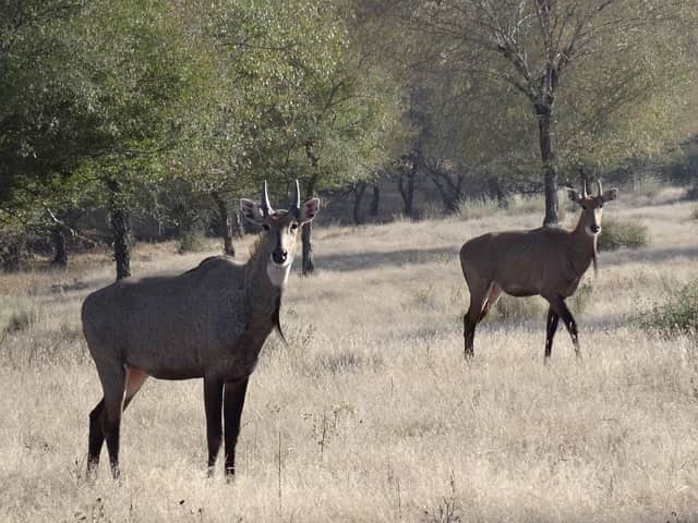 Gajner Wildlife Sanctuary Tour