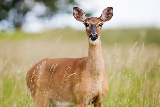 Flora Of Kumbhalgarh Wildlife Sanctuary