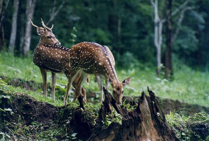 Cotigao Wildlife Sanctuary, Panjim