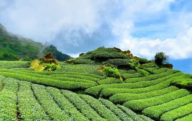 Tea Gardens is one of the best places to visit in Darjeeling