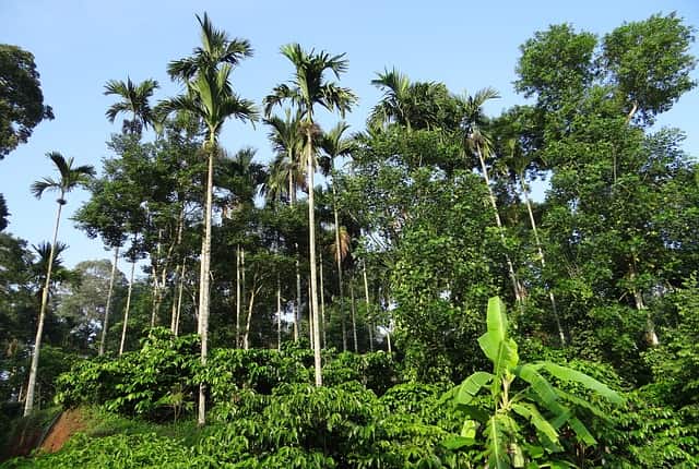 Coorg From Bangalore Tourist Place