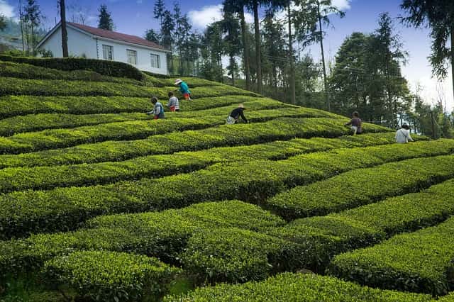 Low Budget Tourist Places In India Darjeeling