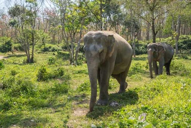  Elephant Sanctuary Tour Phuket City