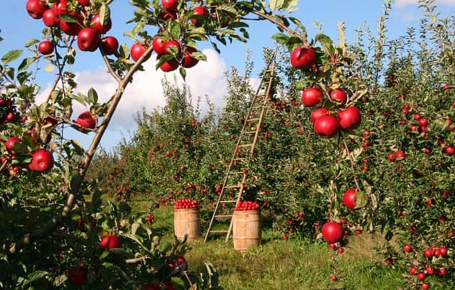 Tropical Fruit Farm Teluk Bahang Things To Do In Penang Malaysia