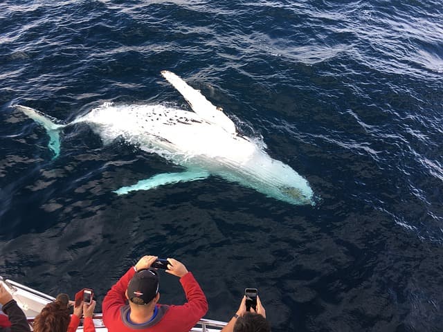 Whale Watching Tours Portland Maine