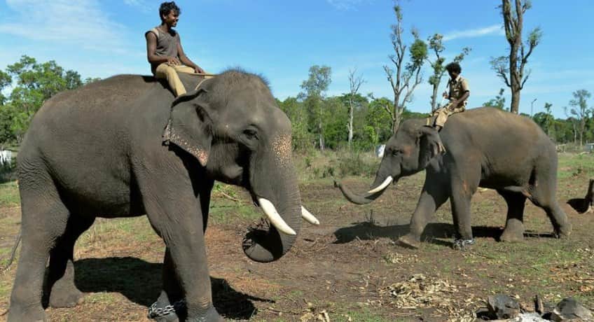 Dubare Elephant Camp Day Visit