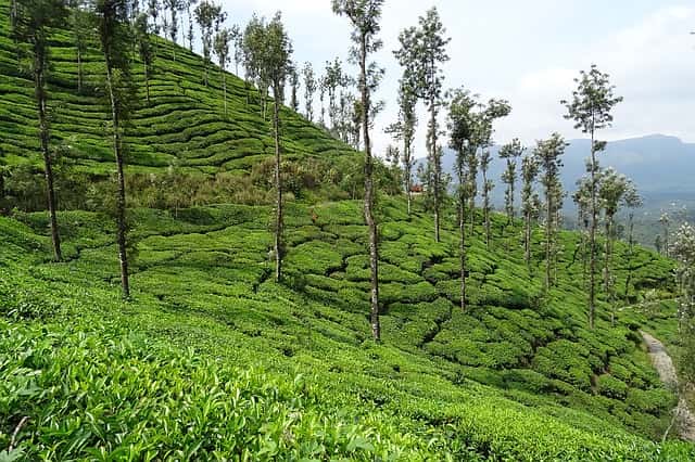 Chikmagalur From Bangalore Tourist Place