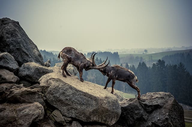 Eravikulam National Park Safari Munnar Tourist Places