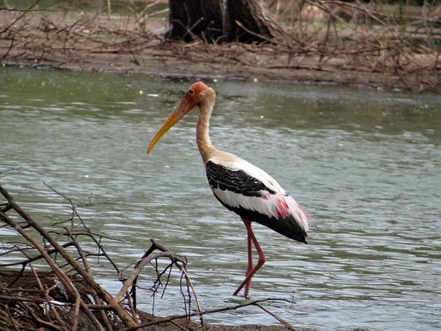 Bhadra Wildlife Sanctuary Best Places To Visit In Chikmagalur From Bangalore