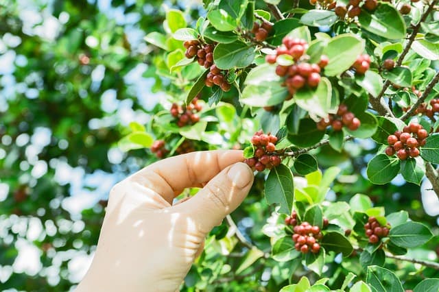 Coffee And Spices Plantation In Coorg