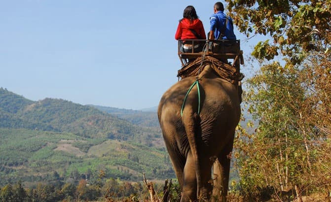  Elephant Safari Adventure Activities In Munnar