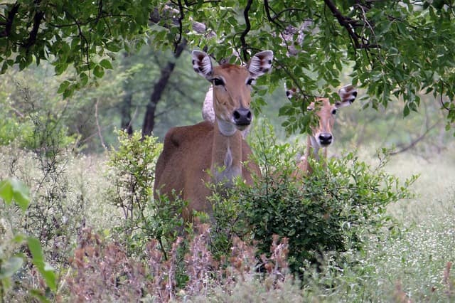 Places To Visit In Bharatpur Tourism: Bharatpur Bird Sanctuary Keoladeo National Park