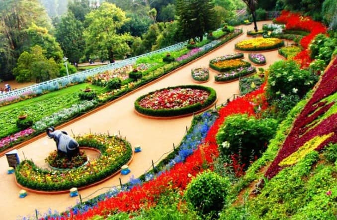 Ooty Botanical Garden Plants