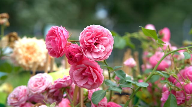 Ooty Rose Garden