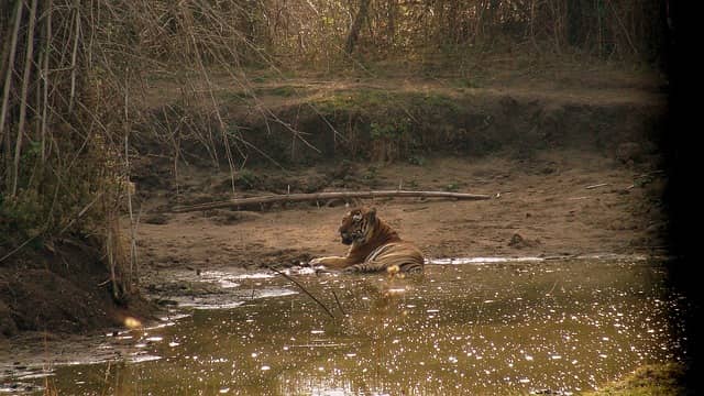 Places Near Bangalore Nagarhole National Park Safari