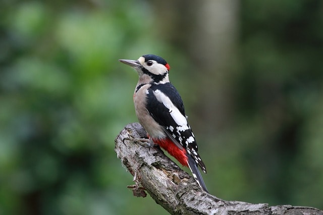 Sultanpur Bird Sanctuary Best Time To Visit