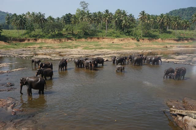 Shimoga Visiting Places: Sakrebailu