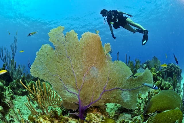 Anguilla Dive Sites