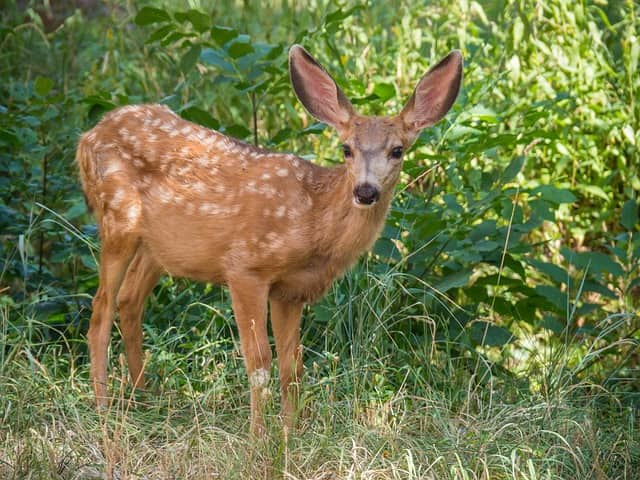 Chilla Wildlife Sanctuary Haridwar