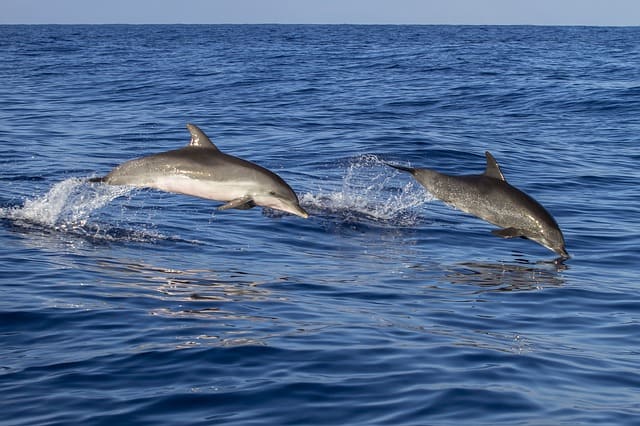 Things To Do In Puri Char Dham India: Dolphin Watching In Chilika Lake