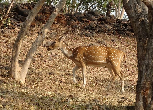 Gir National Park Information Travel Guide