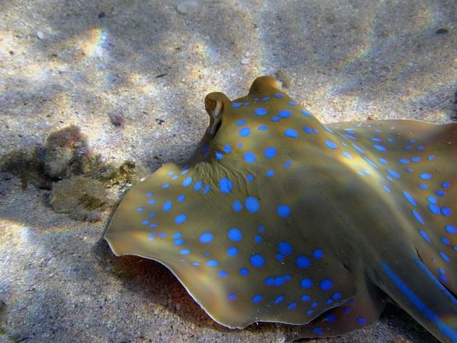 Things To Do In Cozumel Beaches: Stingray Beach