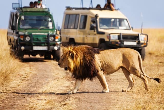 Gir National Park Safari Travel Guide