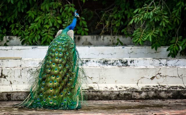 Peacock Bay Maharashtra Places To Visit In Pune City