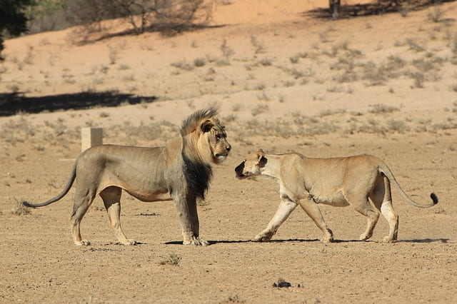 Desert National Park Safari Places To Visit In Jaisalmer Tourism