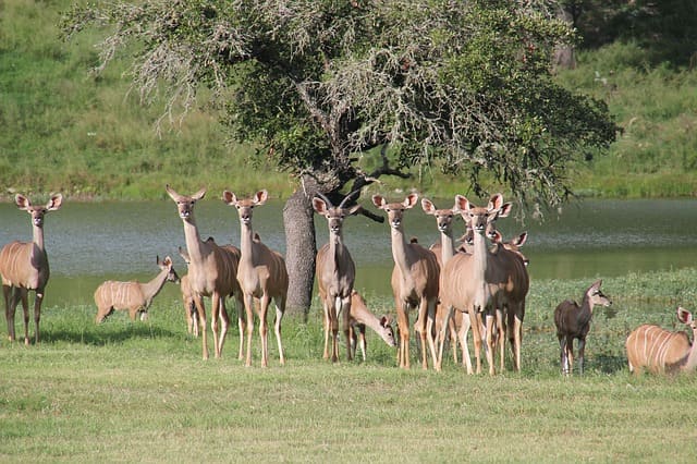 Kalatop Khajjiar Wildlife Sanctuary